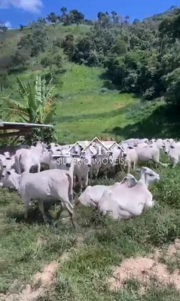 Fazenda / Sítio à venda em Posse, Petrópolis - RJ